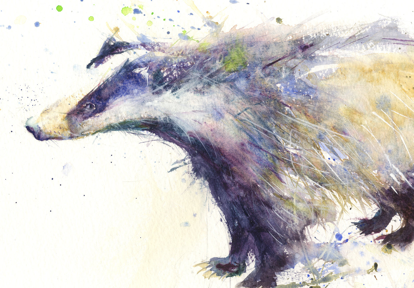 Signed limited edition print - Badger - Jen Buckley Art limited edition animal art prints
