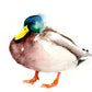 Mallard  duck limited edition print. - Jen Buckley Art limited edition animal art prints