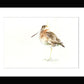 Jen buckley woodcock bird original watercolour painting