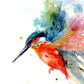 Kingfisher print by Jen Buckley