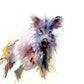 signed LIMITED EDITON PRINT  'Wild Boar" - Jen Buckley Art limited edition animal art prints