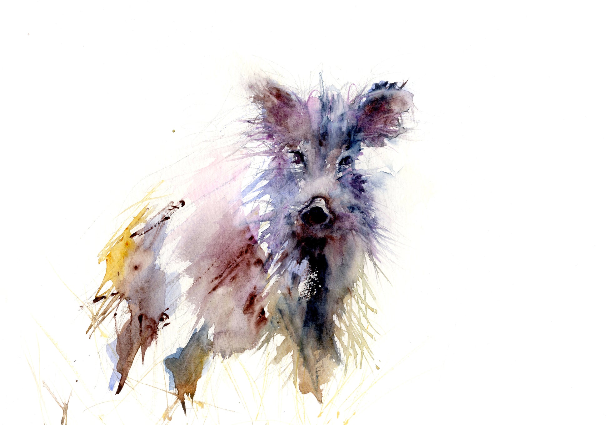 signed LIMITED EDITON PRINT  'Wild Boar" - Jen Buckley Art limited edition animal art prints
