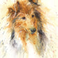 Original watercolour painting Rough collie - Jen Buckley Art limited edition animal art prints