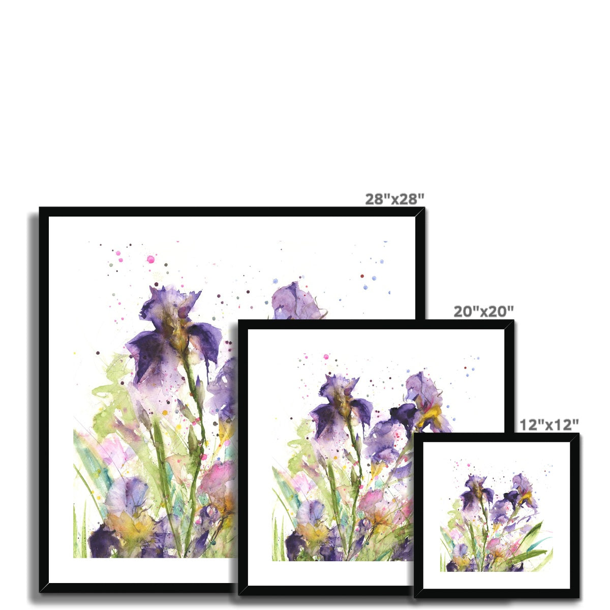 Flag iris Framed & Mounted Print
