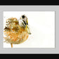 Mallard  duck limited edition print. - Jen Buckley Art limited edition animal art prints