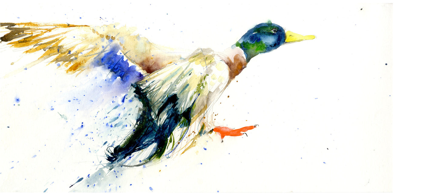 Limited edition print  'flying  duck' - Jen Buckley Art limited edition animal art prints