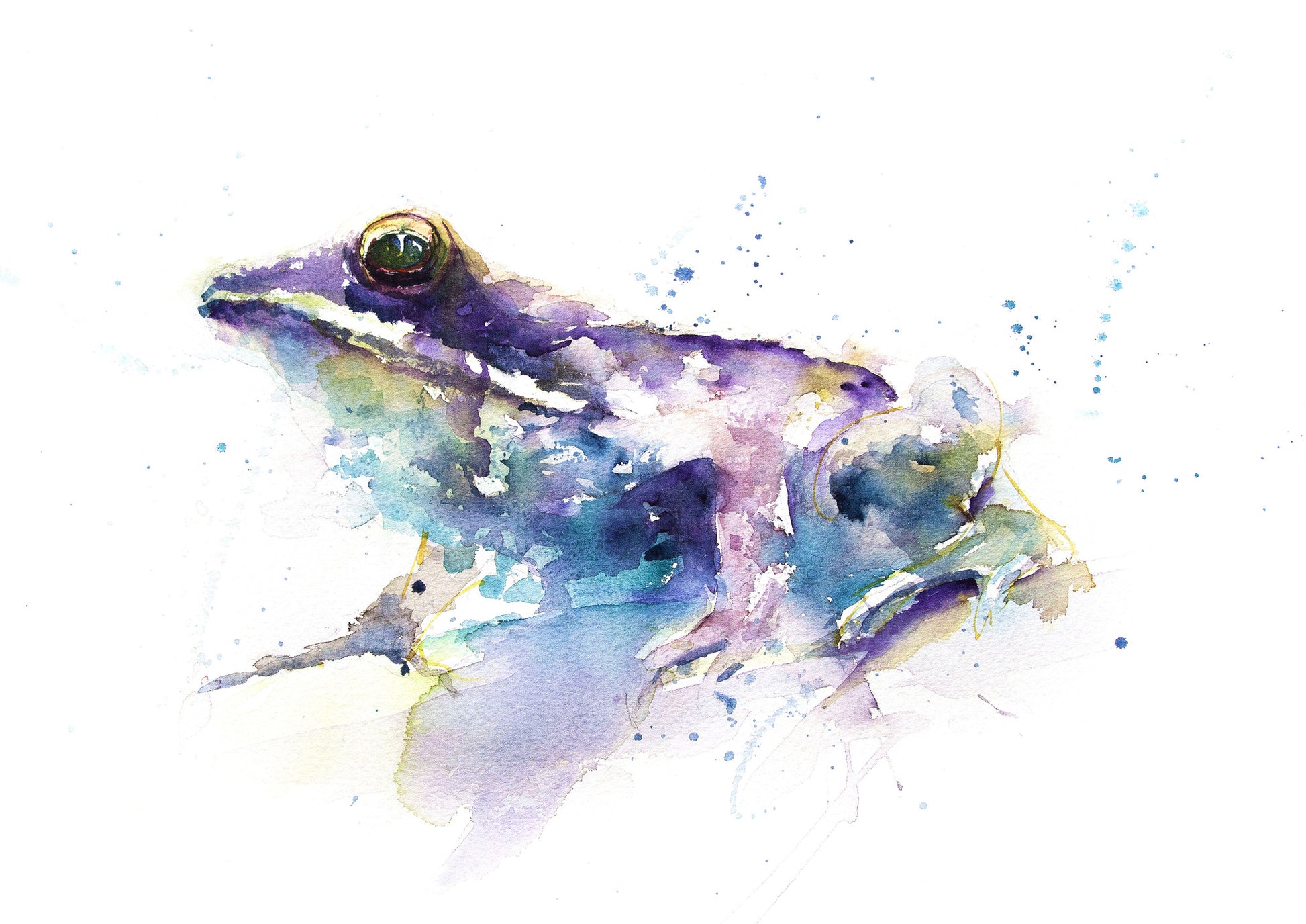 JEN BUCKLEY ART  signed PRINT of my original frog watercolour LARGE A3 - Jen Buckley Art limited edition animal art prints