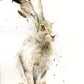 Limited edition hare print "Harry" - Jen Buckley Art limited edition animal art prints