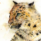 Original watercolour jaguar painting "Goshi" - Jen Buckley Art limited edition animal art prints