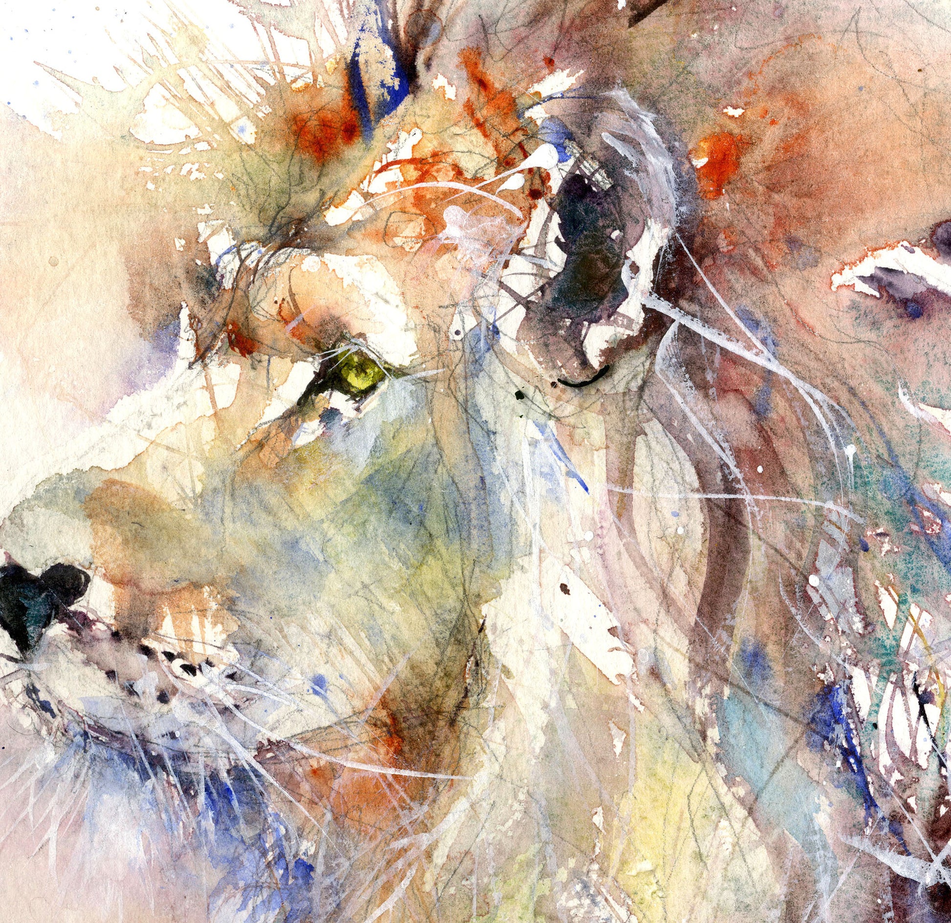 LIMITED EDITON PRINT Asiatic lion - Jen Buckley Art limited edition animal art prints