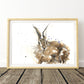 Hare print limited edition "Noah" - Jen Buckley Art limited edition animal art prints