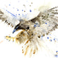 Hawk limited edition art print - Jen Buckley Art limited edition animal art prints