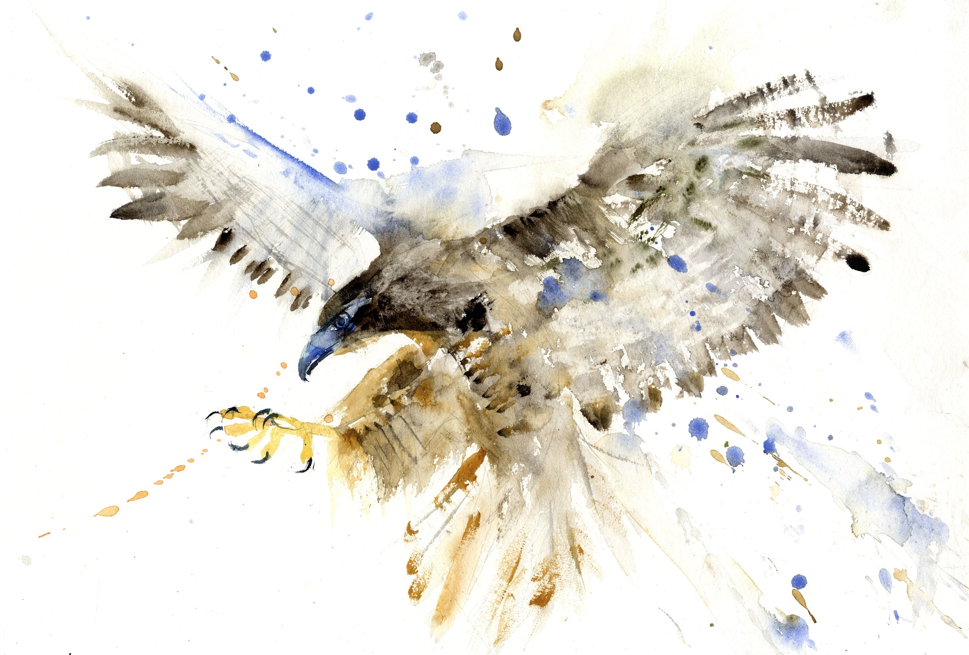 Hawk limited edition art print - Jen Buckley Art limited edition animal art prints