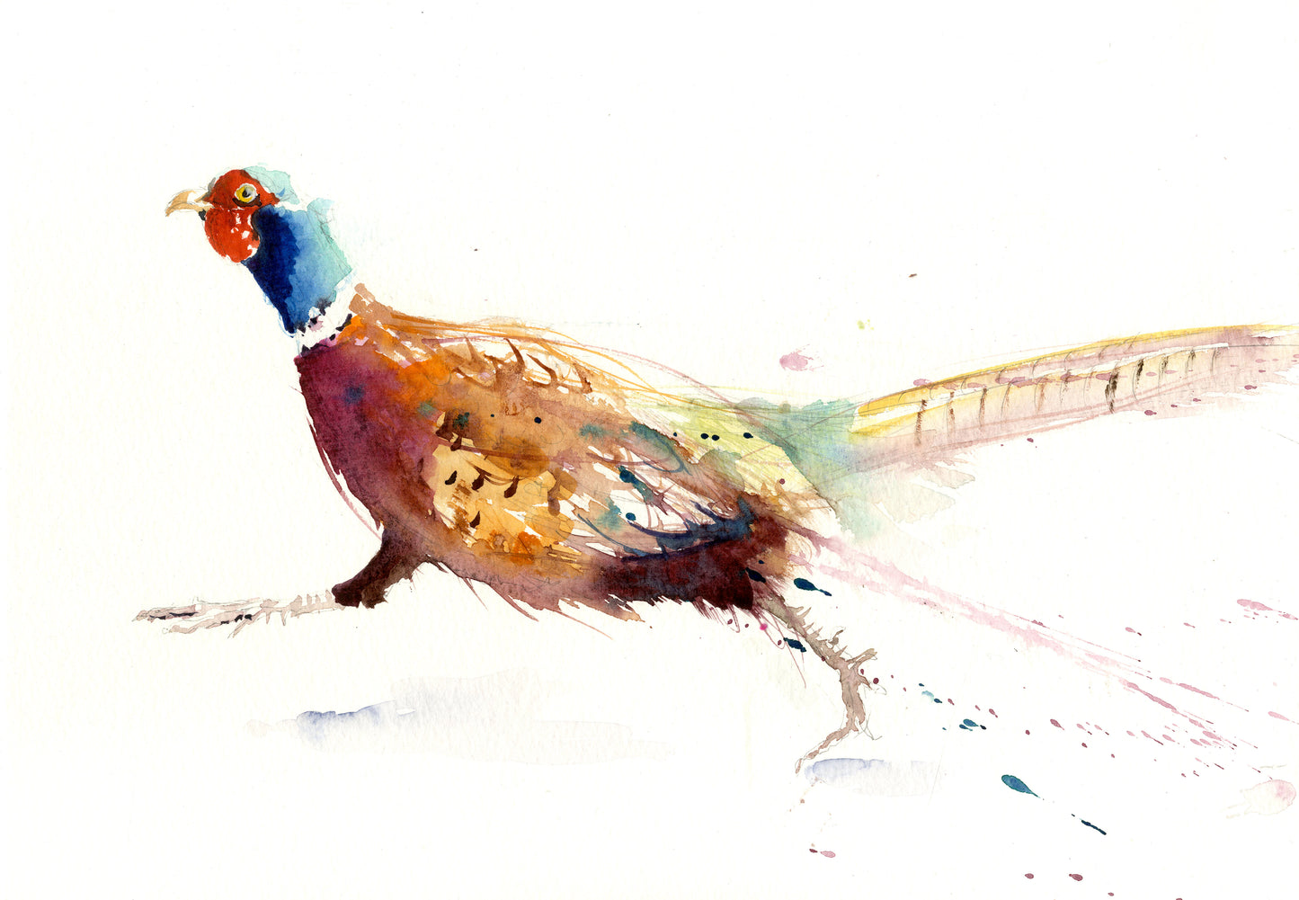LIMITED EDITION PRINT from original Pheasant watercolour - Jen Buckley Art limited edition animal art prints