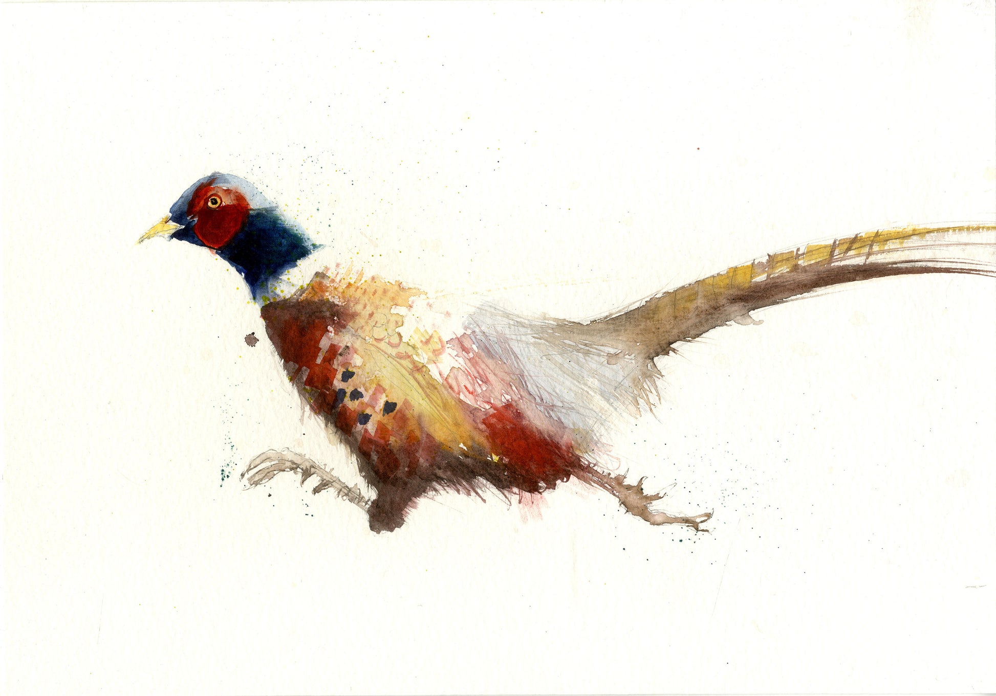 Original watercolour painting 'Running Pheasant' - Jen Buckley Art limited edition animal art prints