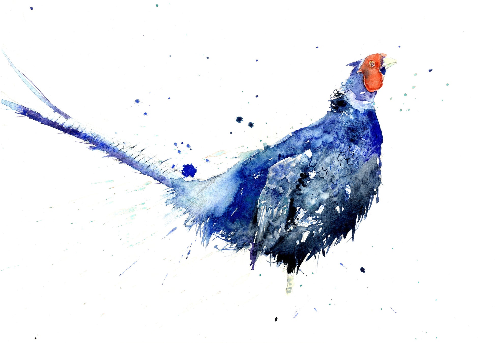 LIMITED EDITON  Blue pheasant watercolour print - Jen Buckley Art limited edition animal art prints