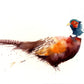 LIMITED EDITON cheeky  pheasant  watercolour print - Jen Buckley Art limited edition animal art prints