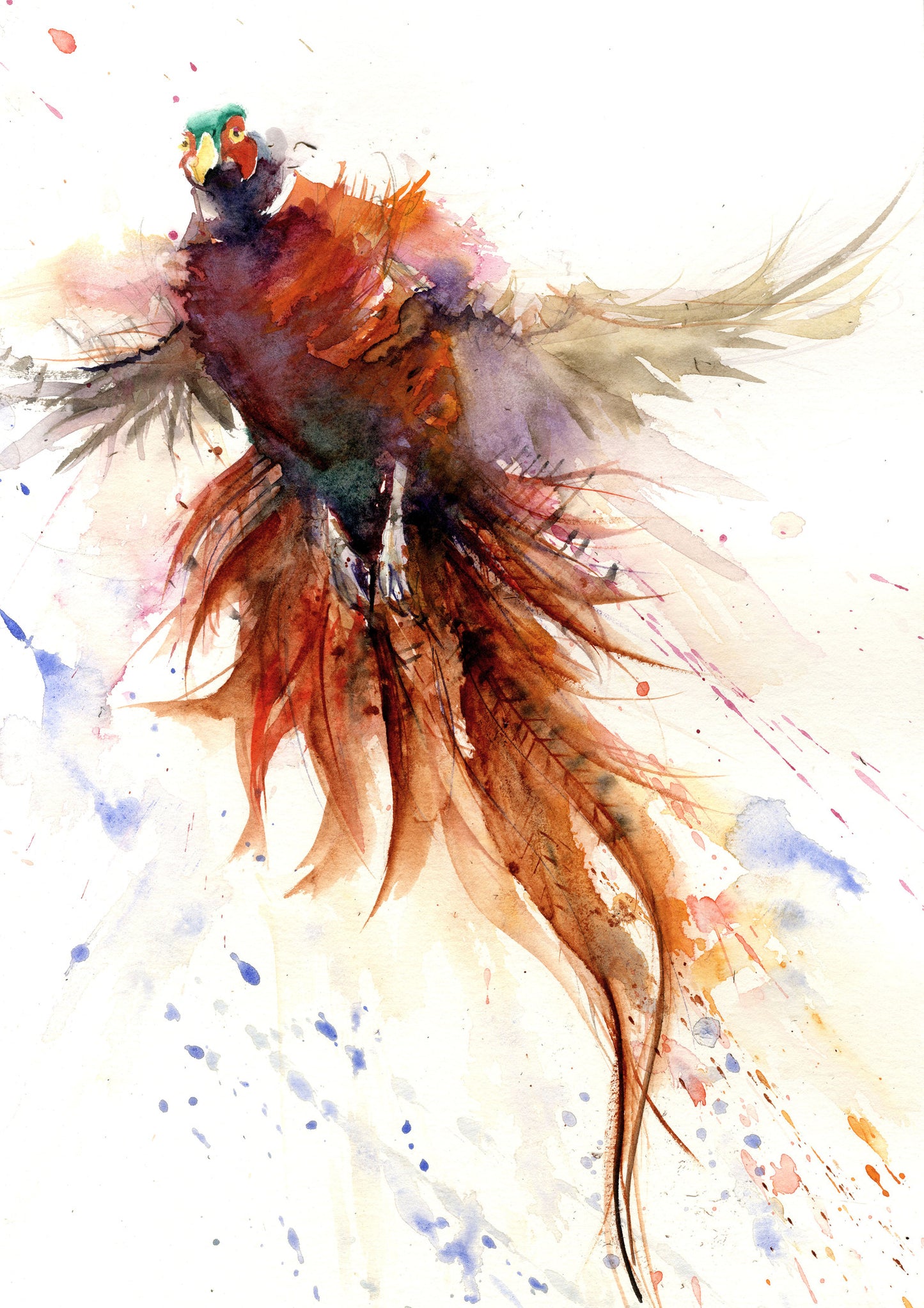 LIMITED EDITON   pheasant taking off watercolour print - Jen Buckley Art limited edition animal art prints