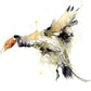 Pintail  duck - Jen Buckley Art limited edition animal art prints