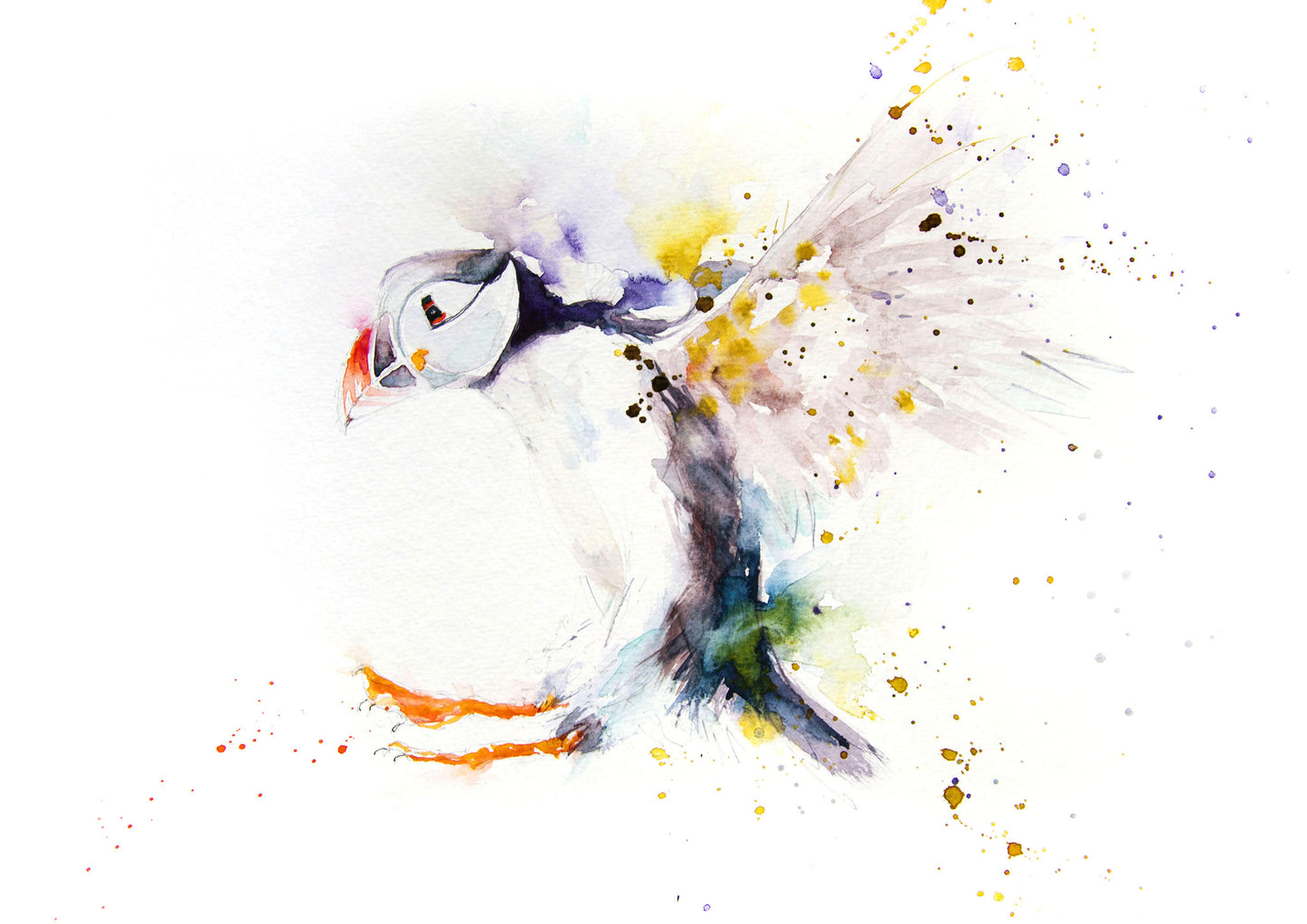 Signed LIMITED EDITION PRINT of original PUFFIN watercolour    - Jen Buckley Art limited edition animal art prints