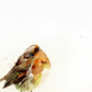 cute red robin wildlife bird print