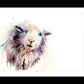 herdwick sheep watercolour print