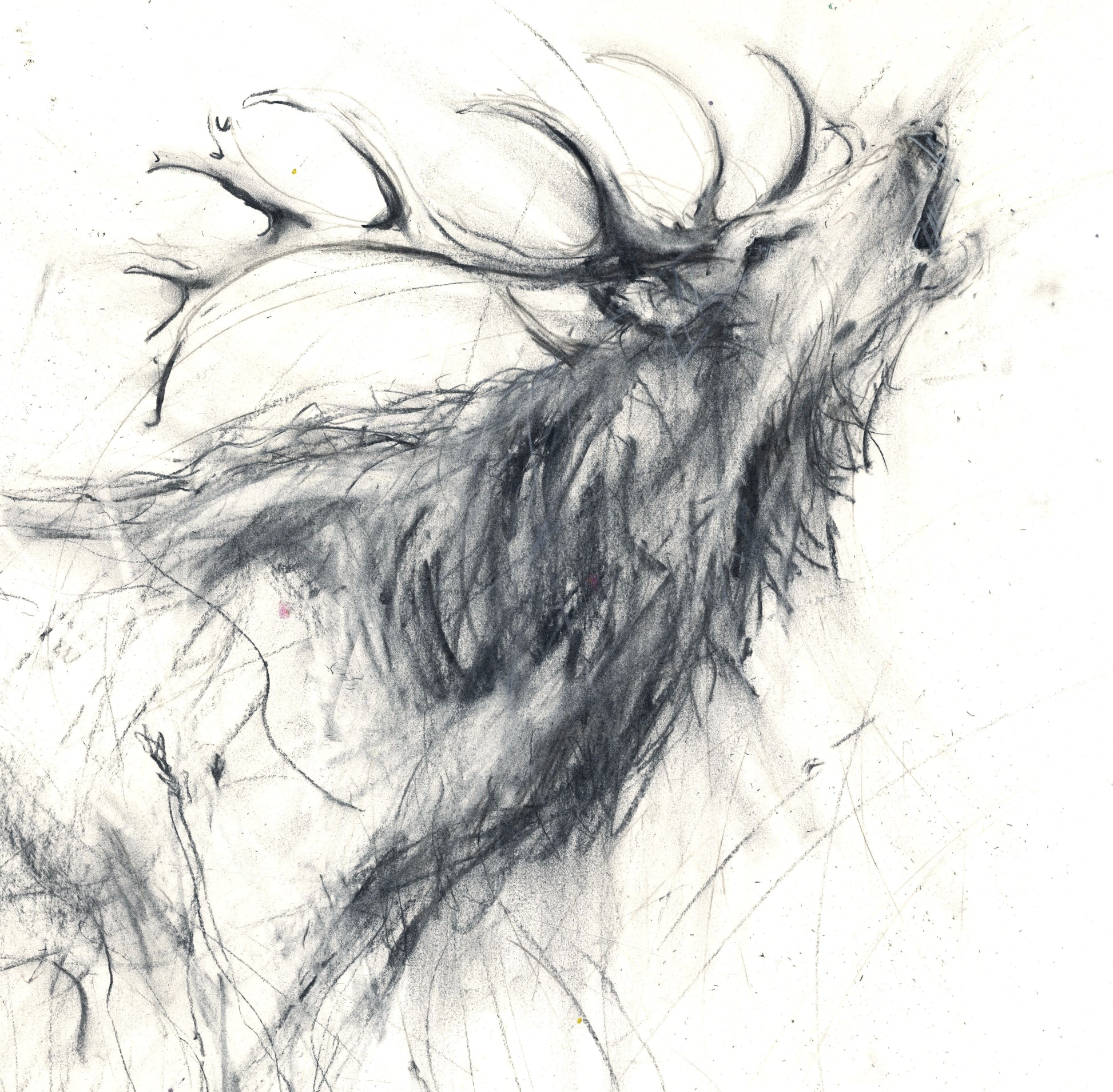 Red deer, stag print 'Calling'  limited edition - Jen Buckley Art limited edition animal art prints