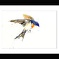 swallow bird print by jen buckley
